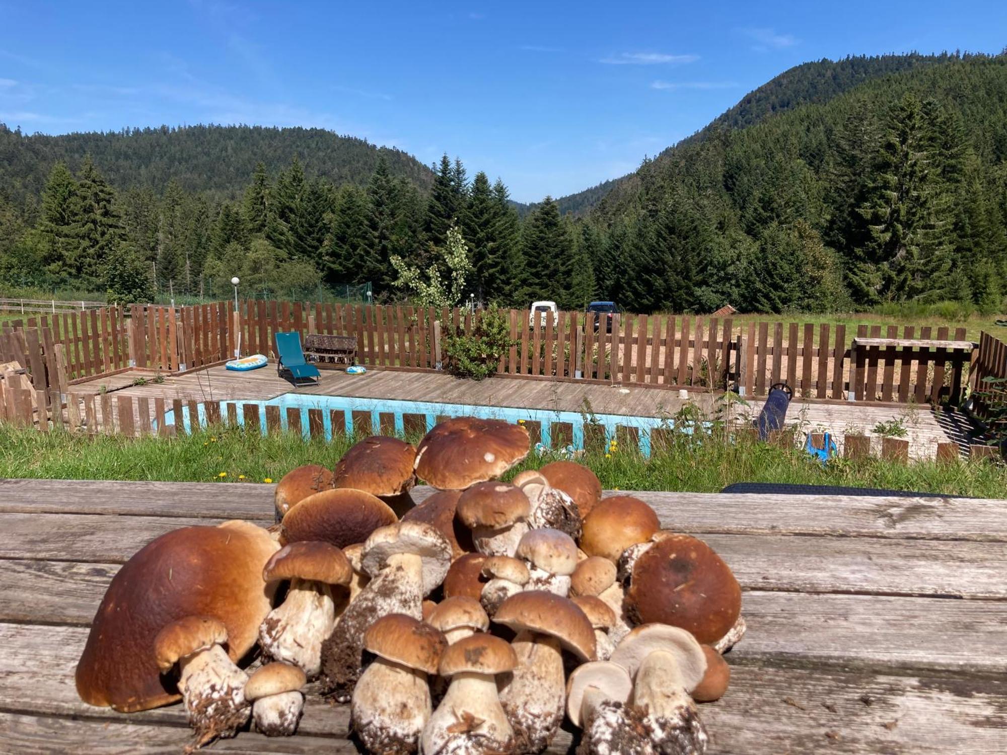 Le Perchoir Du Grand Valtin - Gite 5 Personnes - Altitude 830 Ban-sur-Meurthe-Clefcy Екстер'єр фото