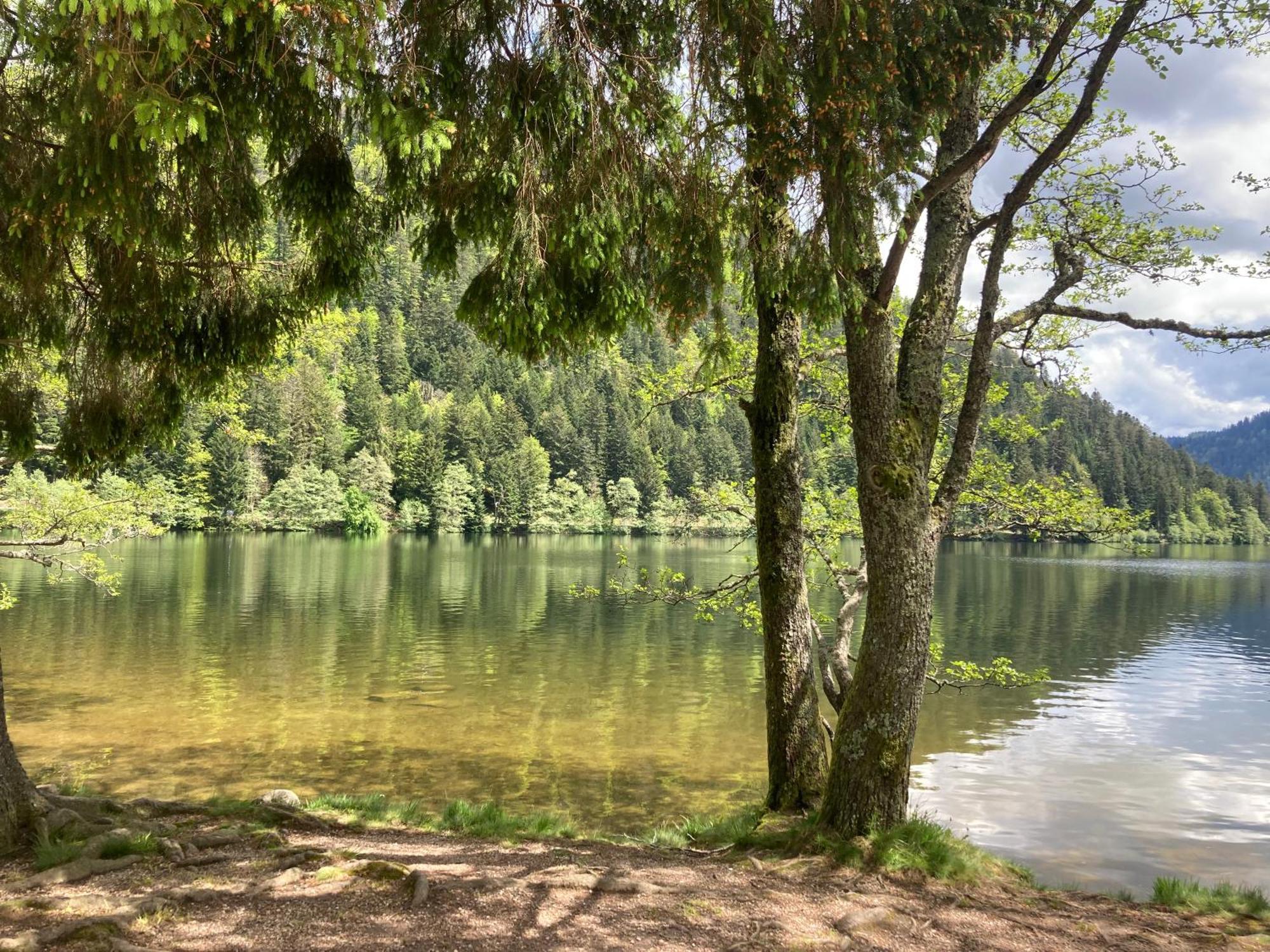 Le Perchoir Du Grand Valtin - Gite 5 Personnes - Altitude 830 Ban-sur-Meurthe-Clefcy Екстер'єр фото